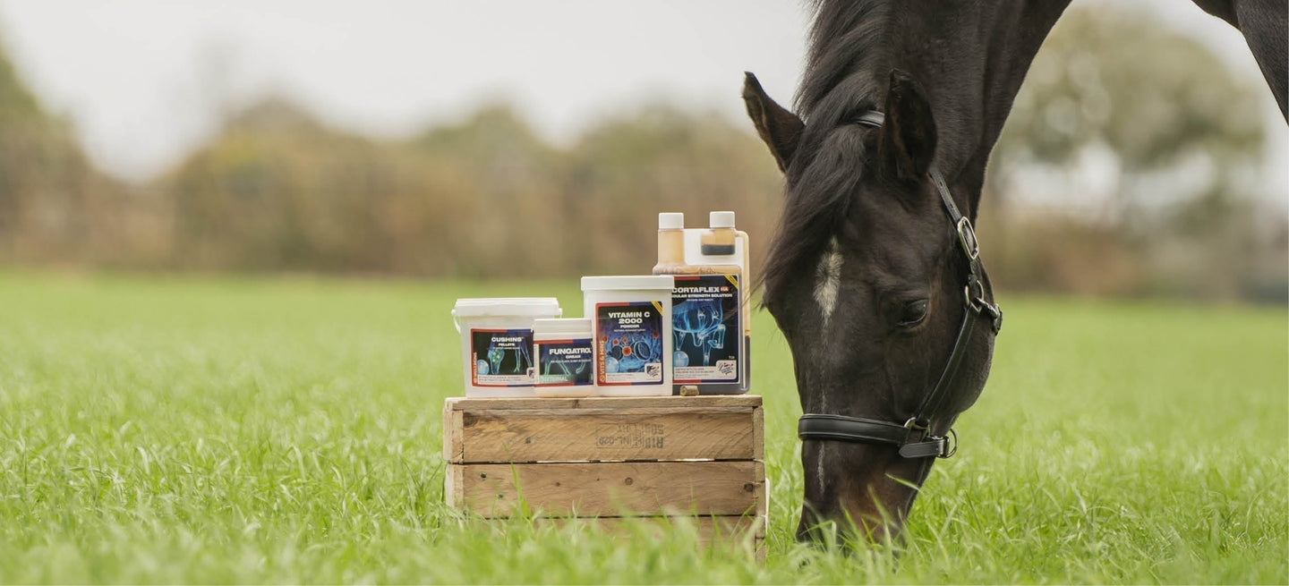 Prêt pour la nouvelle saison ? Les produits printemps et été d'Equine America