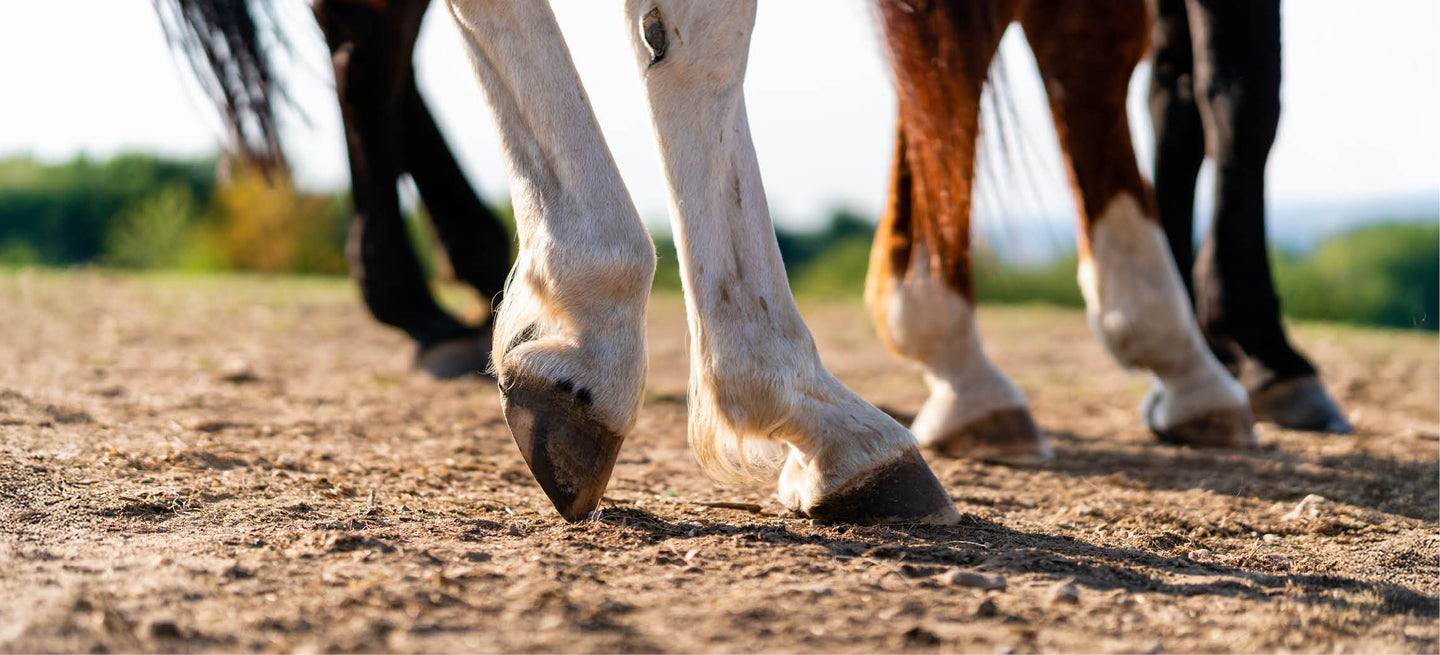 Cheval boiteux : combien de temps de repos est-il raisonnable ?