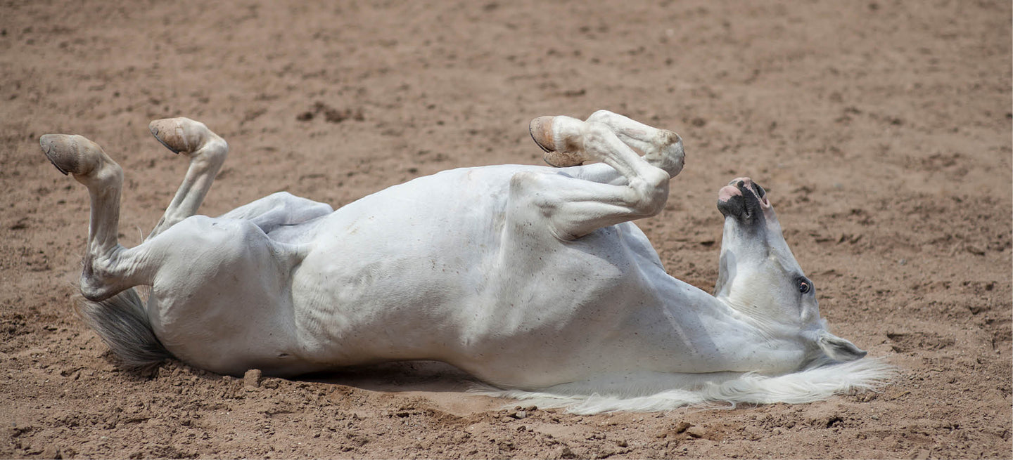 La colique chez le cheval : reconnaître, agir & prévenir