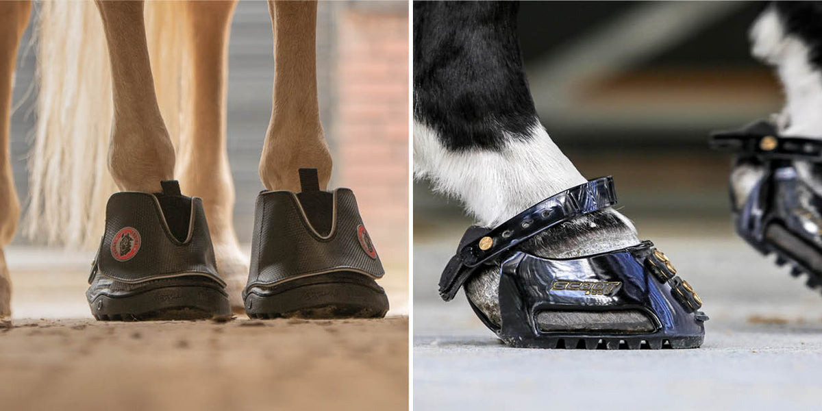 Tout ce que vous devez savoir sur les hipposandales