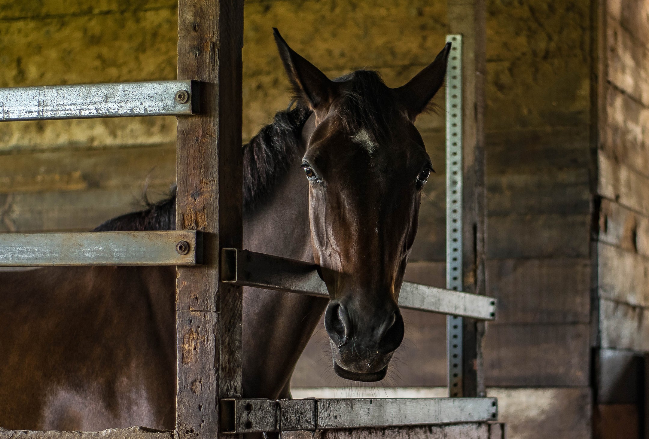 Conseils et astuces pour un bon nettoyage de votre écurie !