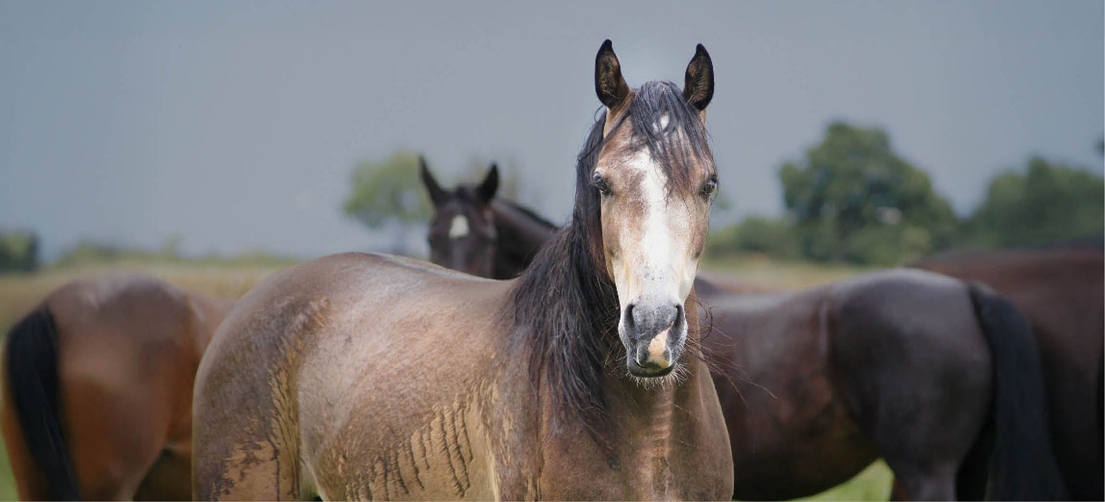 Votre cheval tremble sous la pluie ? Voici ce que vous pouvez faire