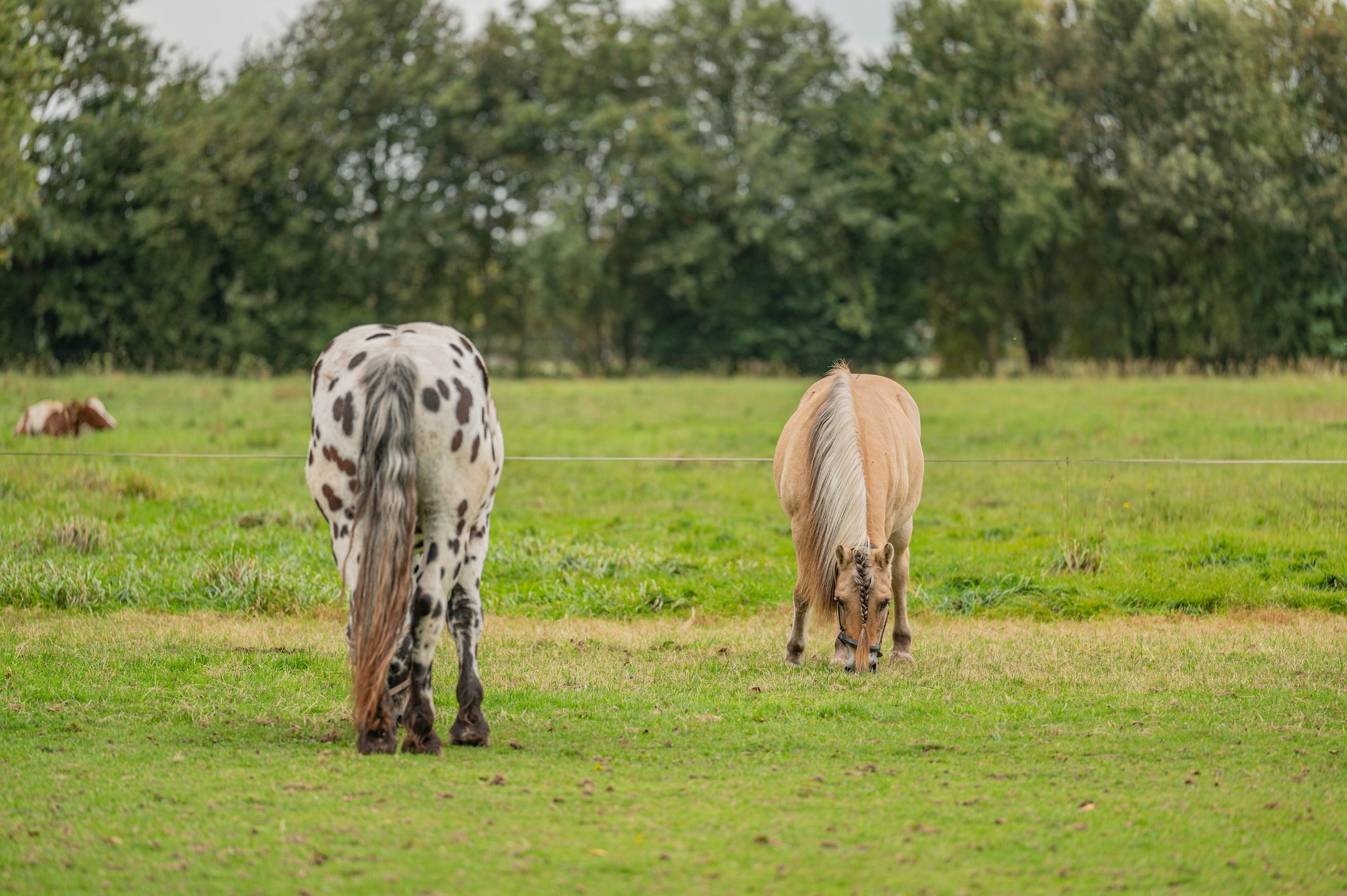 Vital et en sécurité au pré