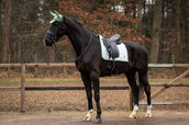 Showtime Tapis de Selle Spring Dressage Vert menthe Showtime Tapis de Selle Spring Dressage Vert menthe