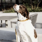 Kentucky Laisse pour Chien velours Moutarde Kentucky Laisse pour Chien velours Moutarde