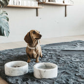 Kentucky Collier pour Chien Laine Beige Kentucky Collier pour Chien Laine Beige