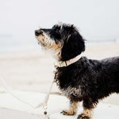 Kentucky Collier pour Chien Laine Beige Kentucky Collier pour Chien Laine Beige