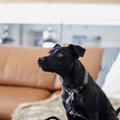 Kentucky Collier Léopard Gris Kentucky Collier Léopard Gris