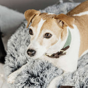 Kentucky Collier Jacquard Olive Kentucky Collier Jacquard Olive