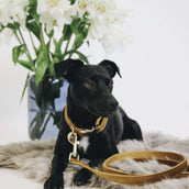 Kentucky Collier velours Moutarde Kentucky Collier velours Moutarde