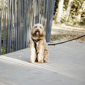 Kentucky Laisse pour Chien velours Noir Kentucky Laisse pour Chien velours Noir