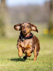 LeMieux Collier Windsor Padded Noir/Bourgogne LeMieux Collier Windsor Padded Noir/Bourgogne