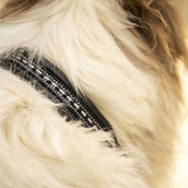 Pénélope Collier pour Chien Point Sellier Noir Pénélope Collier pour Chien Point Sellier Noir