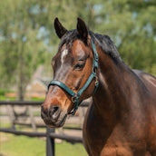 Agradi Horse Licol Athletic Fir Green Agradi Horse Licol Athletic Fir Green