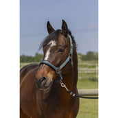 Norton Licol 4Lines Vert Foncé Norton Licol 4Lines Vert Foncé