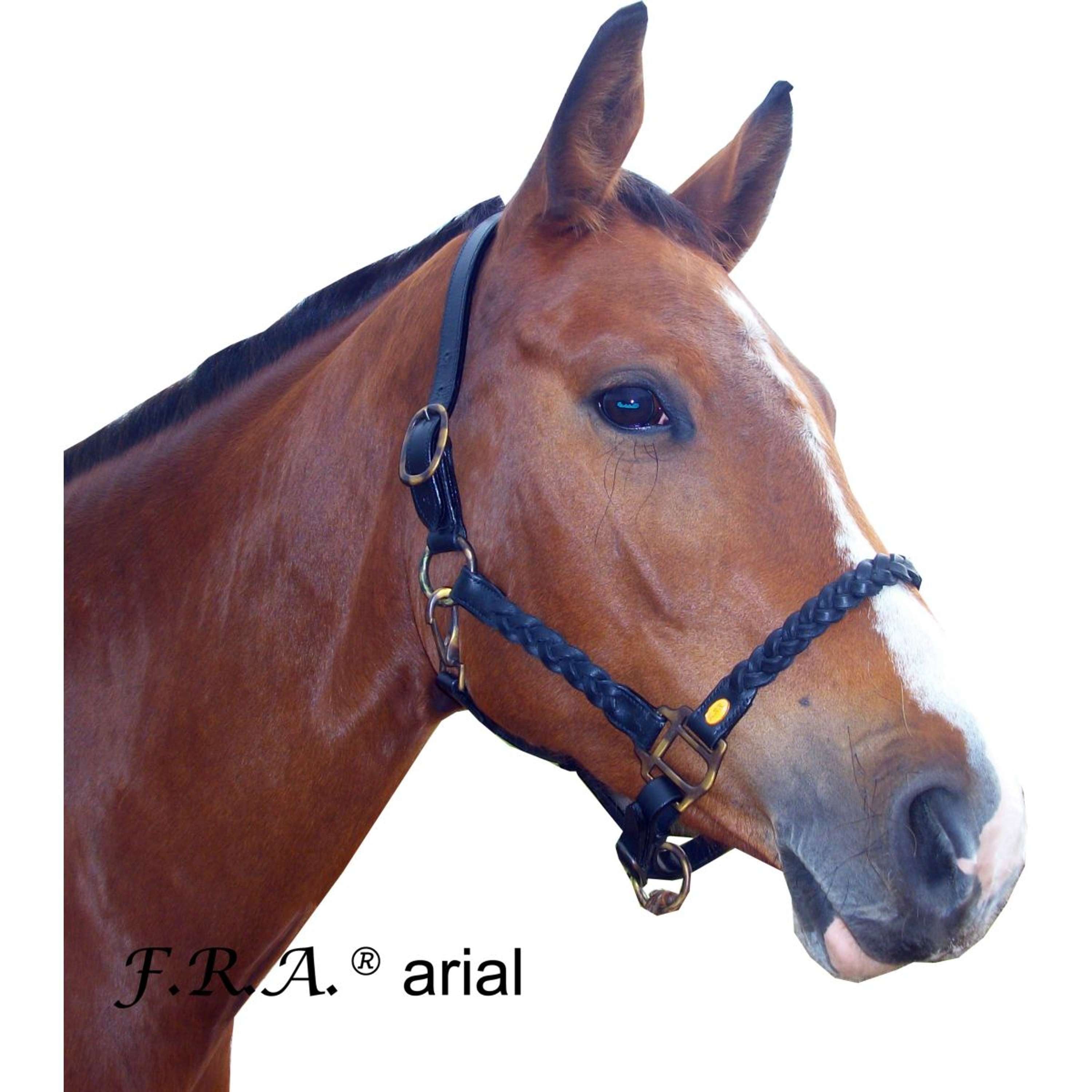 Ancien licol en cuir pour cheval équitation - Accessoires animaux Ancien licol en cuir pour cheval équitation - Accessoires animaux