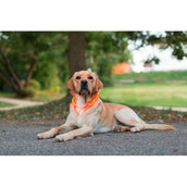 Kerbl Collier LED Rechargeable Maxi Safe Rouge Kerbl Collier LED Rechargeable Maxi Safe Rouge