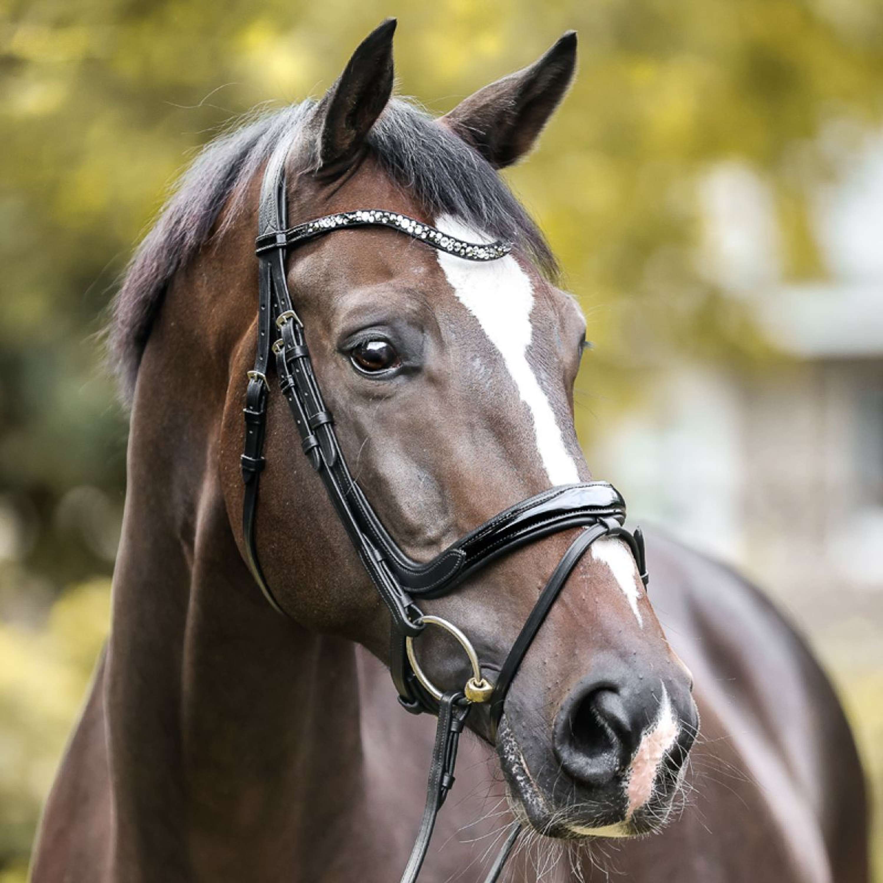 Covalliero Bride Standard, Bride d'équitation, Noire, Cuir, métal, Poney COB, Cheval, réglable, avec rênes en Sangle Covalliero Bride Standard, Bride d'équitation, Noire, Cuir, métal, Poney COB, Cheval, réglable, avec rênes en Sangle