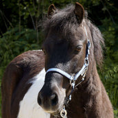 Kavalkade Licol Shorty Bleu Kavalkade Licol Shorty Bleu