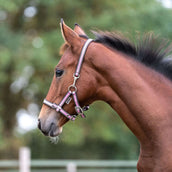 Kavalkade Licol Poulain et Yearling Rose Kavalkade Licol Poulain et Yearling Rose