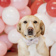 Kentucky Bow Tie velours Soft Rose Kentucky Bow Tie velours Soft Rose