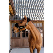 Kentucky Licol Nylon Laine Doux Noir Kentucky Licol Nylon Laine Doux Noir