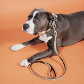 Kentucky Collier Plaited Nylon Beige Kentucky Collier Plaited Nylon Beige