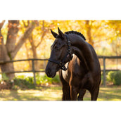 LeMieux Licol Essence Noir LeMieux Licol Essence Noir