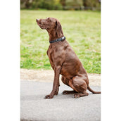WeatherBeeta Collier pour Chien Elegance Noir WeatherBeeta Collier pour Chien Elegance Noir