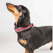 Back on Track Collier Charlie Bordeaux Back on Track Collier Charlie Bordeaux