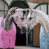 Bucas Licol Dublin Poulain Aurora Pink Bucas Licol Dublin Poulain Aurora Pink