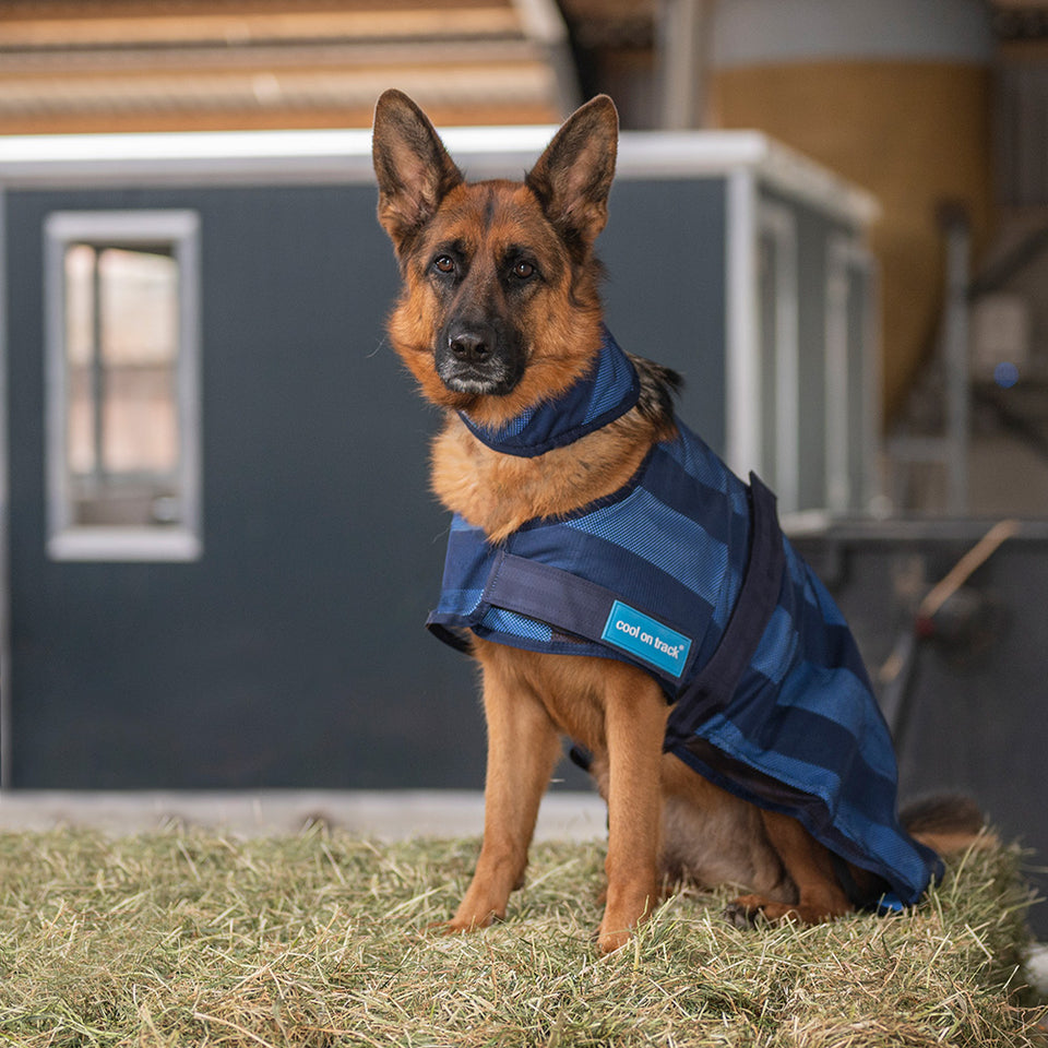 Animaux domestiques Animaux domestiques