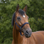 Norton Licol Doublé de Néoprène Marin Norton Licol Doublé de Néoprène Marin