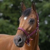 Norton Licol Doublé de Néoprène Bordeaux Norton Licol Doublé de Néoprène Bordeaux