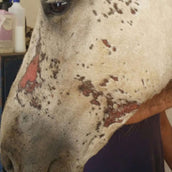 Animaderm Crème de Soin Cutene Animaderm Crème de Soin Cutene