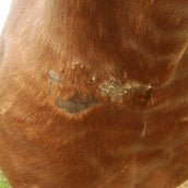 Animaderm Crème de Soin Cutene Animaderm Crème de Soin Cutene