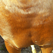 Animaderm Crème de Soin Cutene Animaderm Crème de Soin Cutene