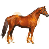 Animaderm Lotion Derfongen Animaderm Lotion Derfongen