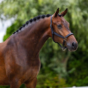 Equestrian Stockholm Licol Line Noir Equestrian Stockholm Licol Line Noir