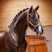 Equestrian Stockholm Licol Line Champagne Equestrian Stockholm Licol Line Champagne