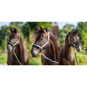 HB Licol Showtime Pioneer Bleu glace HB Licol Showtime Pioneer Bleu glace