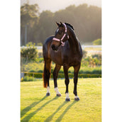 LeMieux Licol Essence Fondant LeMieux Licol Essence Fondant