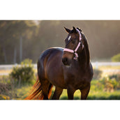 LeMieux Licol Essence Fondant LeMieux Licol Essence Fondant