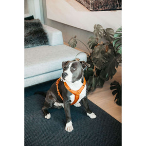 Kentucky Harnais Active velours Orange Kentucky Harnais Active velours Orange