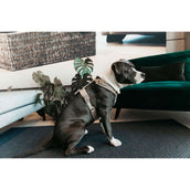 Kentucky Harnais Active velours Beige Kentucky Harnais Active velours Beige