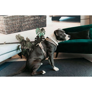 Kentucky Harnais Active velours Beige Kentucky Harnais Active velours Beige