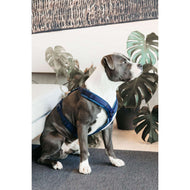 Kentucky Harnais Active velours Marin Kentucky Harnais Active velours Marin