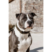 Kentucky Collier Teddy Fleece Pine Green Kentucky Collier Teddy Fleece Pine Green