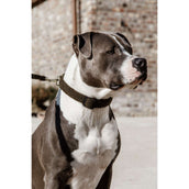 Kentucky Collier Teddy Fleece Pine Green Kentucky Collier Teddy Fleece Pine Green