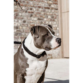 Kentucky Collier Teddy Fleece Noir Kentucky Collier Teddy Fleece Noir